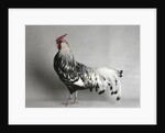 Large Hamburg Silver Spangled Cock by Anonymous