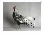 Large Hamburg Silver Spangled Cock by Anonymous