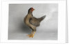 Old English Game Salmon Breasted Blue Chicken by Anonymous