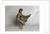 Old English Game Salmon Breasted Blue Chicken by Anonymous
