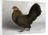 Gold Partridge Hen by Anonymous