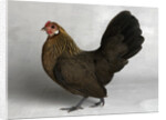 Gold Partridge Hen by Anonymous