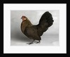 Gold Partridge Hen by Anonymous