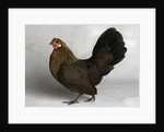 Gold Partridge Hen by Anonymous
