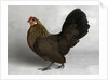 Gold Partridge Hen by Anonymous