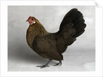 Gold Partridge Hen by Anonymous