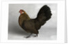 Gold Partridge Hen by Anonymous