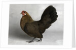 Gold Partridge Hen by Anonymous