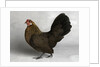 Gold Partridge Hen by Anonymous