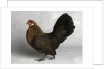 Gold Partridge Hen by Anonymous