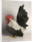 Japanese Bantam Grey Cock by Anonymous