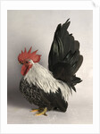 Japanese Bantam Grey Cock by Anonymous