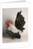 Japanese Bantam Grey Cock by Anonymous