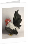Japanese Bantam Grey Cock by Anonymous