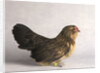 Belgian d'Anver Hen by Anonymous