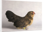 Belgian d'Anver Hen by Anonymous