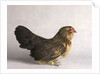 Belgian d'Anver Hen by Anonymous