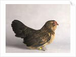 Belgian d'Anver Hen by Anonymous