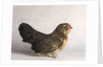 Belgian d'Anver Hen by Anonymous