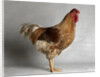 Large Buff Laced Wyandotte Cock by Anonymous
