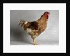 Large Buff Laced Wyandotte Cock by Anonymous
