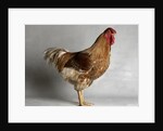 Large Buff Laced Wyandotte Cock by Anonymous