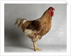 Large Buff Laced Wyandotte Cock by Anonymous