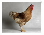 Large Buff Laced Wyandotte Cock by Anonymous