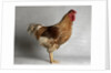Large Buff Laced Wyandotte Cock by Anonymous