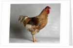 Large Buff Laced Wyandotte Cock by Anonymous