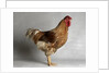Large Buff Laced Wyandotte Cock by Anonymous