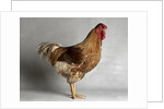 Large Buff Laced Wyandotte Cock by Anonymous