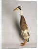 Indian Runner Duck by Anonymous