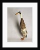 Indian Runner Duck by Anonymous