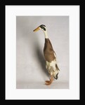 Indian Runner Duck by Anonymous