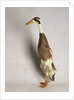 Indian Runner Duck by Anonymous