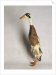 Indian Runner Duck by Anonymous