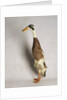 Indian Runner Duck by Anonymous