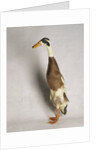 Indian Runner Duck by Anonymous