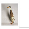 Indian Runner Duck by Anonymous