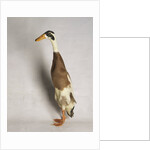 Indian Runner Duck by Anonymous