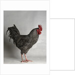 Dark Cuckoo Maran Bantam Cock by Anonymous