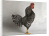 Suffolk Checker Cock by Anonymous