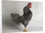 Suffolk Checker Cock by Anonymous