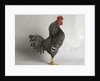 Suffolk Checker Cock by Anonymous
