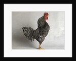 Suffolk Checker Cock by Anonymous