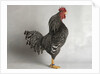 Suffolk Checker Cock by Anonymous