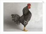Suffolk Checker Cock by Anonymous