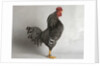 Suffolk Checker Cock by Anonymous