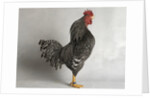 Suffolk Checker Cock by Anonymous